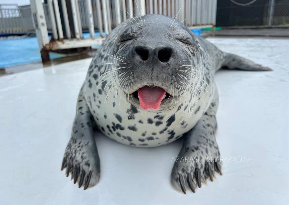 Awesome Seal Toast 🌻🦭 tweet media