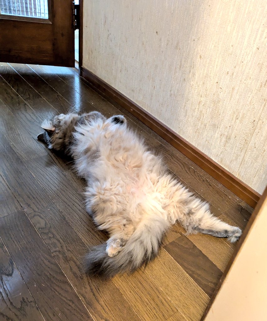 ebibom's tweet image. 今日もまた猫が落ちてる