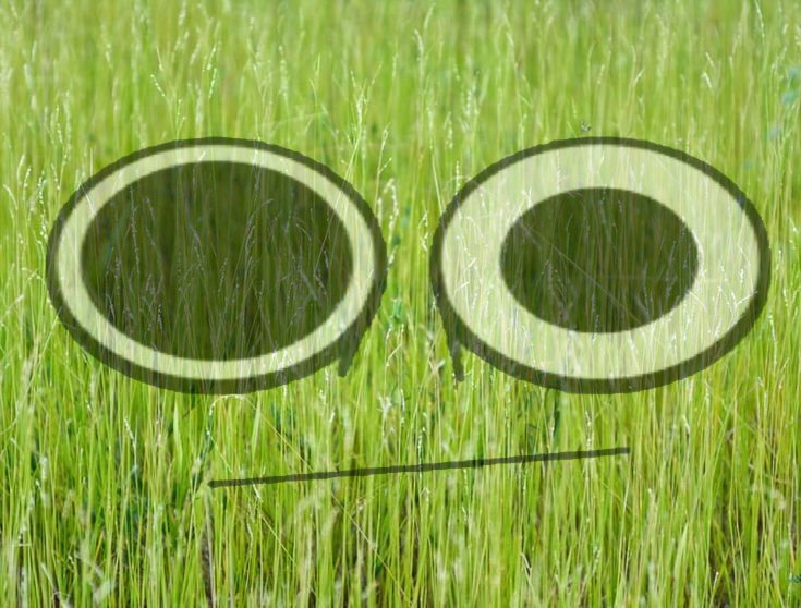 wloA00666's tweet image. Owakcx parece um mato em decomposição