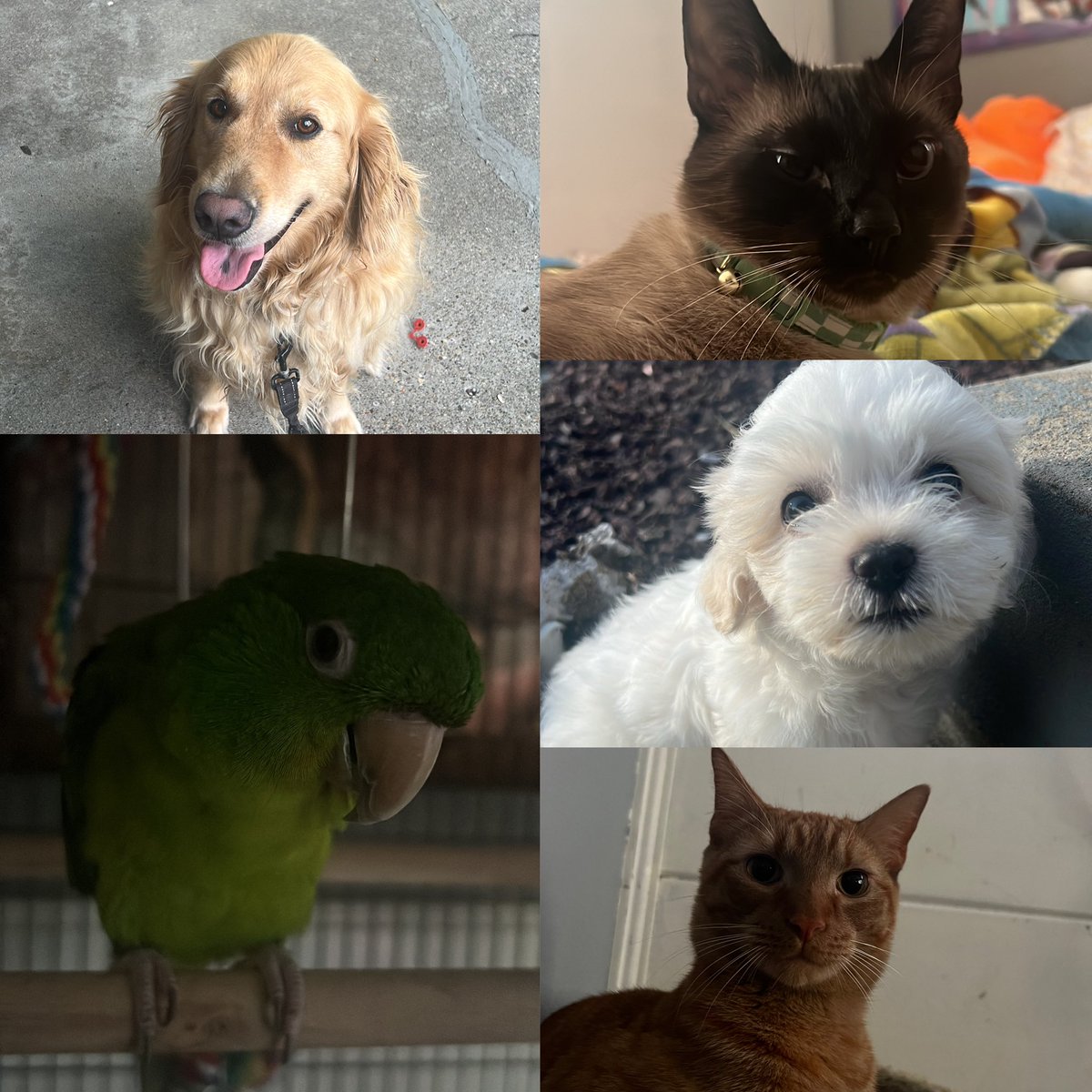strwberrijaem's tweet image. all my babies 🥹