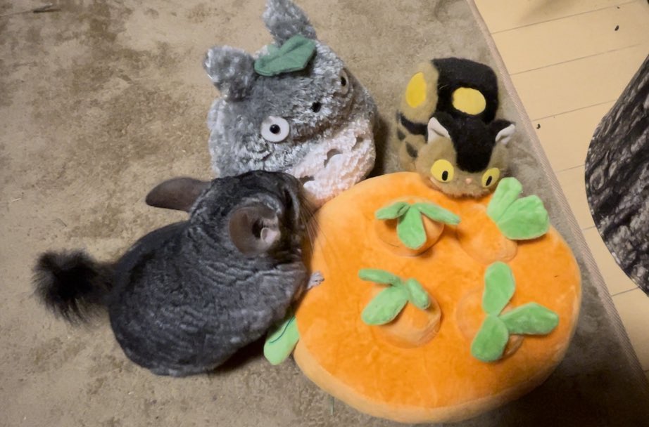 GunuchuKutachu's tweet image. 「トトロしゃん、バス🐭
飼い主さぁ、ぐぬに懐きすぎだと思わない？

毎日構ってあげるの大変🐭」