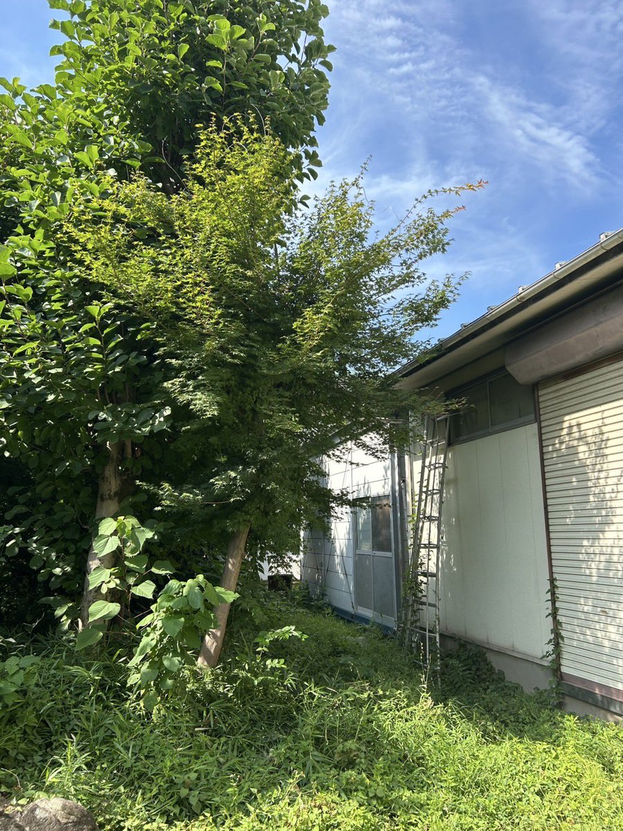 nobarako's tweet image. おはようございます🍀
7月28日月曜日
東京・駒込野ばら社の庭は晴れ
夏空が広がっています🌻
本日は木陰から日傘で失礼します🎐✨
さあ
元気で、幸福で、
今日も励みます。
健康を祈ります。