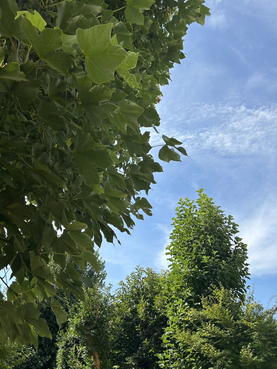 nobarako's tweet image. おはようございます🍀
7月28日月曜日
東京・駒込野ばら社の庭は晴れ
夏空が広がっています🌻
本日は木陰から日傘で失礼します🎐✨
さあ
元気で、幸福で、
今日も励みます。
健康を祈ります。