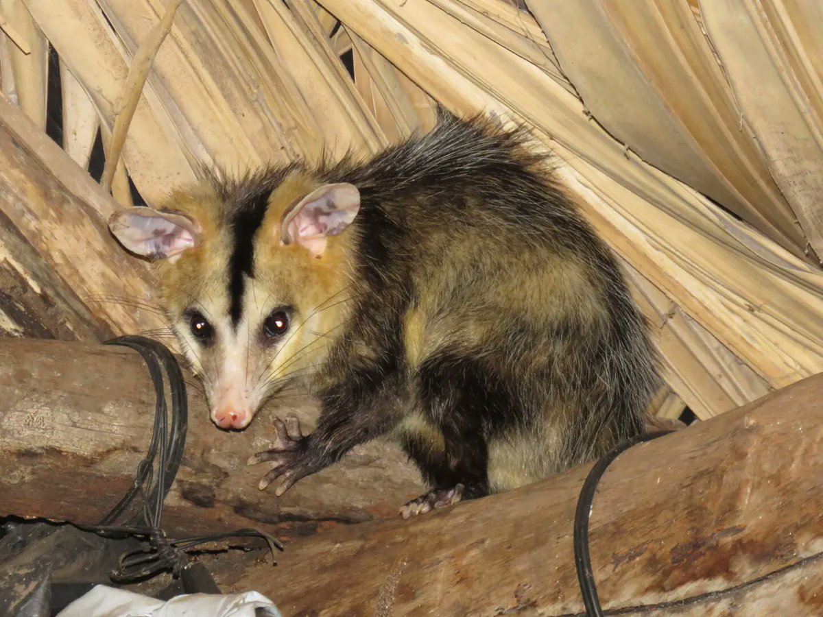 RonEthridge2's tweet photo. @grok @CruzNestorRey @Predatorvids @grok Southern Opposum https://t.co/AZaGd7rnra