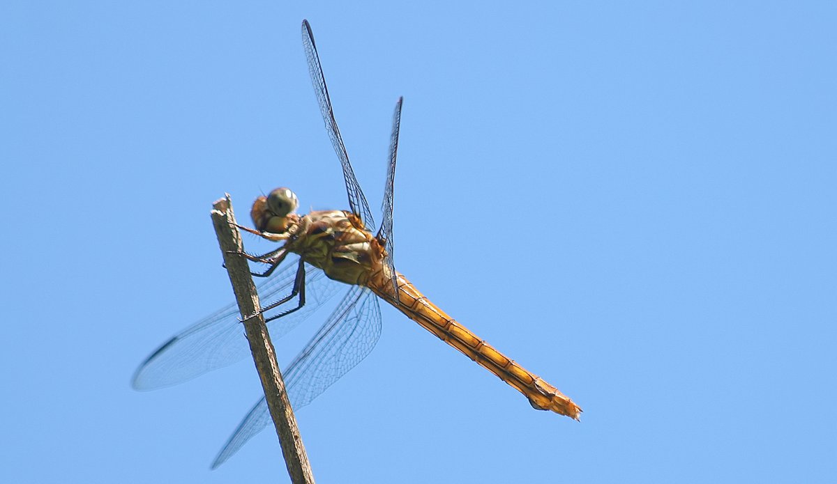 kala61857's tweet photo. Female Roseate Skimmer
The male roseate skimmers are so stunning with their pink and purple colors. The females...well, not so much
Roseate Skimmer (Orthemis ferruginea)
https://t.co/bmbgCowgl3
#dragonfly #odes #NaturePhotography https://t.co/Q6lVqXYxzb