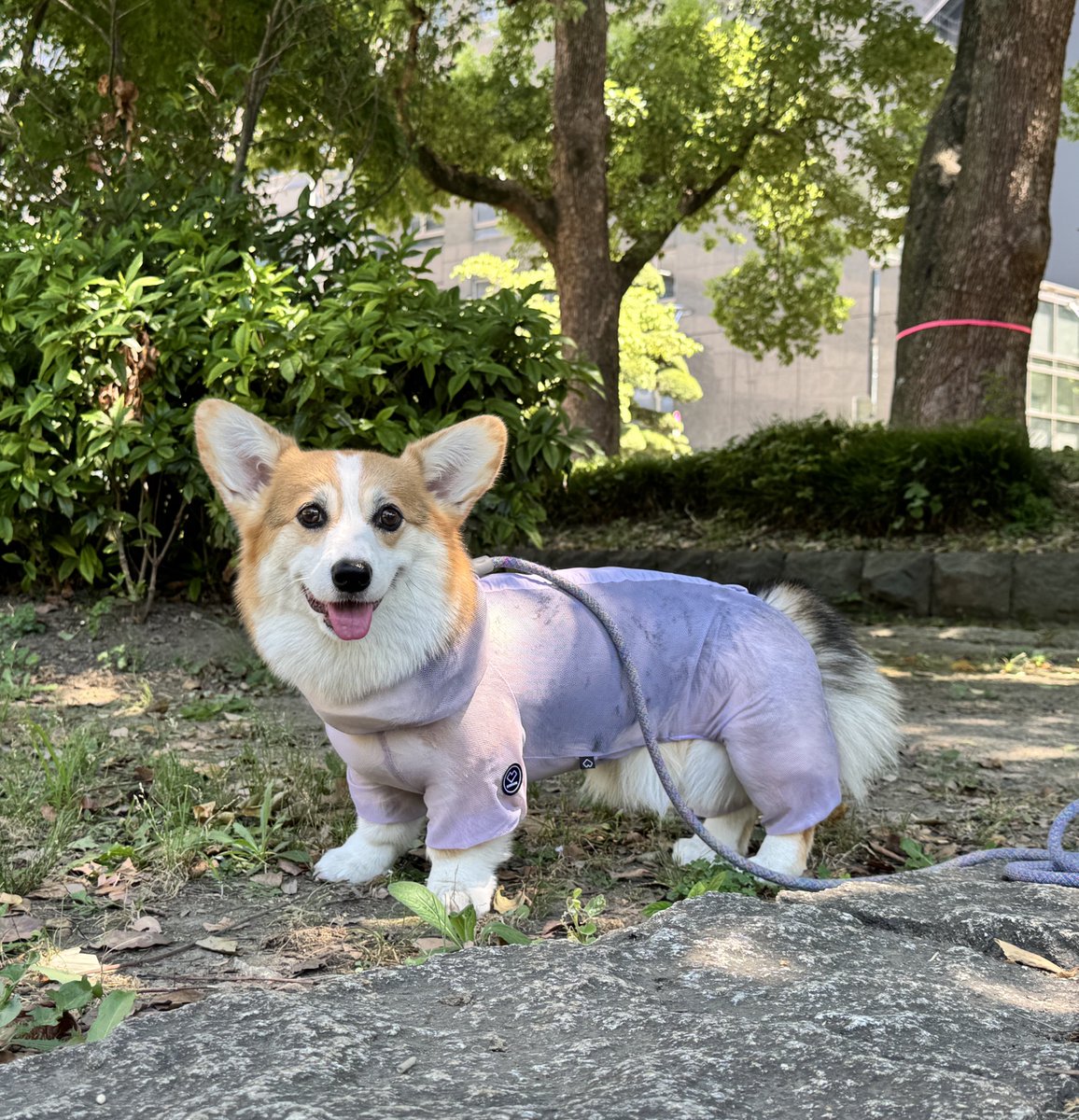 elmoelmodog's tweet image. ぎーちゃんのお毛々の威力を見て🤣
腹毛とおけちゅ毛が爆発してる💦
(注:夏毛です。)
#コーギー
#コーギーのいる暮らし