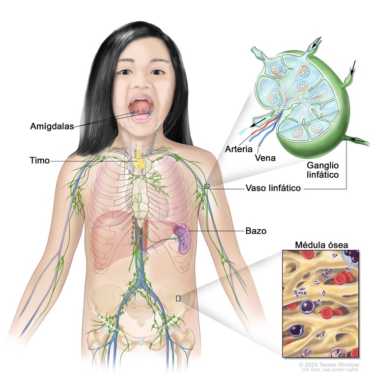 Te enseñaron a cuidar tu corazón.
Tu cerebro.
Hasta tu intestino.

Pero nadie te habló del sistema linfático, la red secreta de desintoxicación que mantiene todo en equilibrio.

Y si se bloquea… te apagas.

Así lo reactivas: 🧵