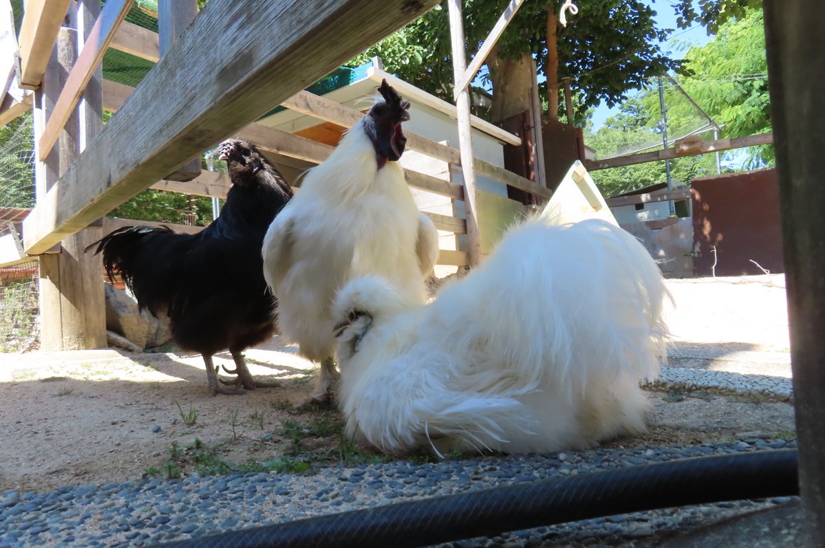 hapibird1's tweet image. おはようございます😊🎶　
先日のアカツクさん🦆がっちゃん🪿
大岩ジャンボくん🐔くろすけ＆ピコに見守られるコットン🫶　
尊いおけちゅ　
けつ曜日。
＃王子動物園　＃アカツクシガモ　＃ガチョウ　
＃コーチン　＃ウコッケイ　
2025年7月26日撮影