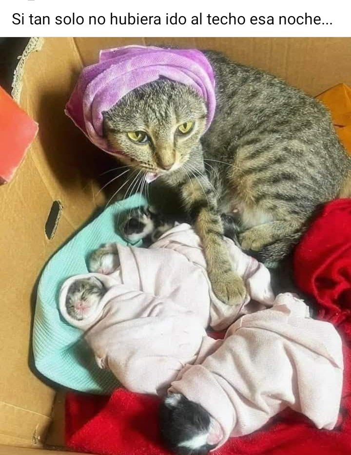 Las noches locas traen consecuencias 😹
