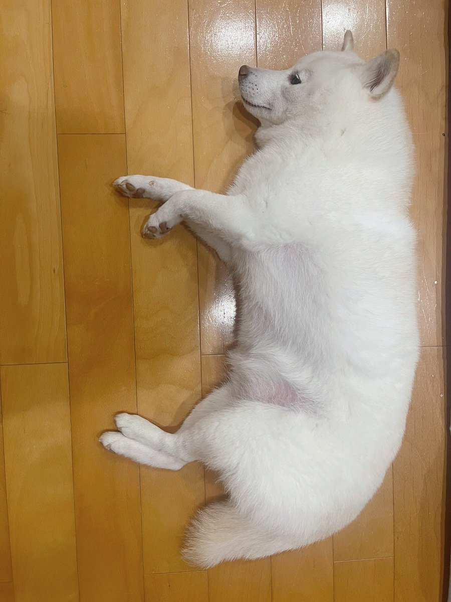 go20597673's tweet image. おはようございます☀

暑いよ…しか伝えることがありません🥵

＃白柴　＃柴犬のいる暮らし