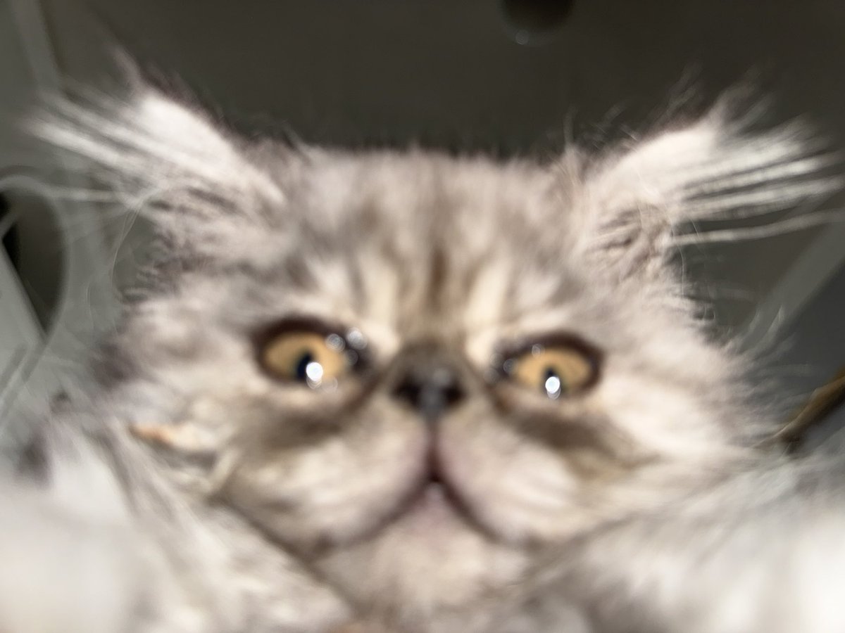 puppywombo's tweet image. Boo