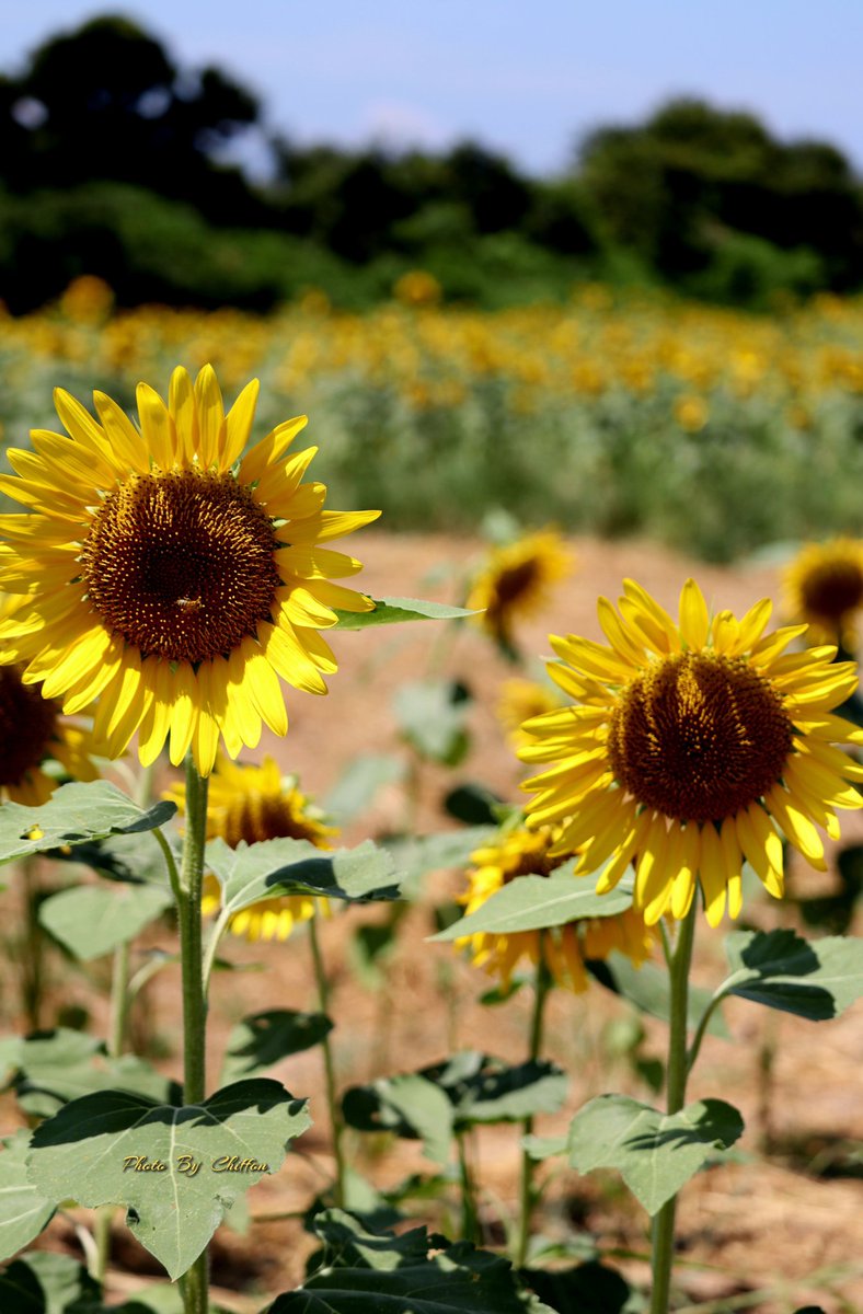Chiffon_cake556's tweet image. おはようございます🌻

✎𓂃向日葵 ❀  𖡼.𖤣𖥧  ﾋﾏﾜﾘ畑. . 𖥧 𖥧 𖧧 ˒˒
約17.5haの広大な畑に160万本のﾋﾏﾜﾘが
咲き誇ります…❀開花に合わせてｲﾍﾞﾝﾄ
も開催されています。R 6.8.16撮影📸

素敵な一日になりますように…🍉