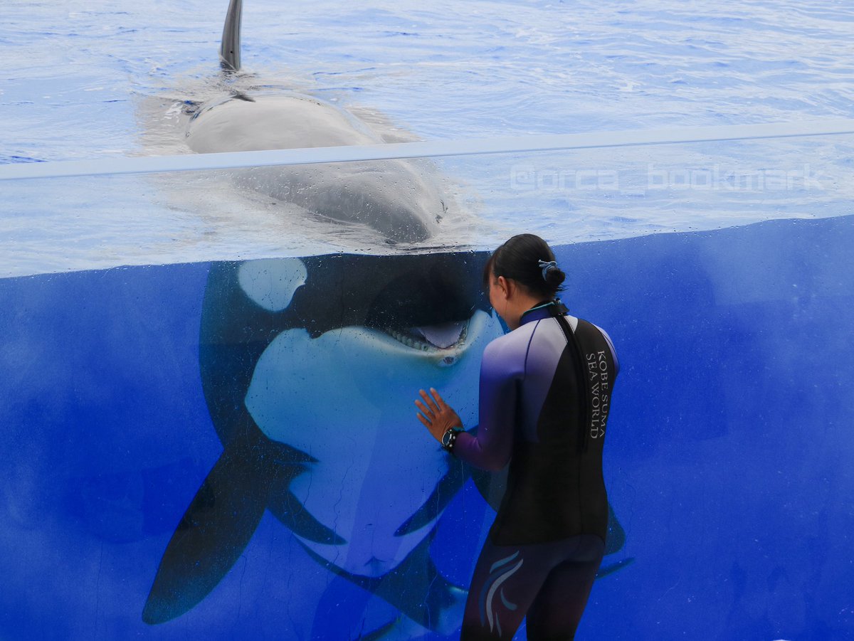 orca_bookmark's tweet image. へへっ😀

#神戸須磨シーワールド
#オルカ
#ラン