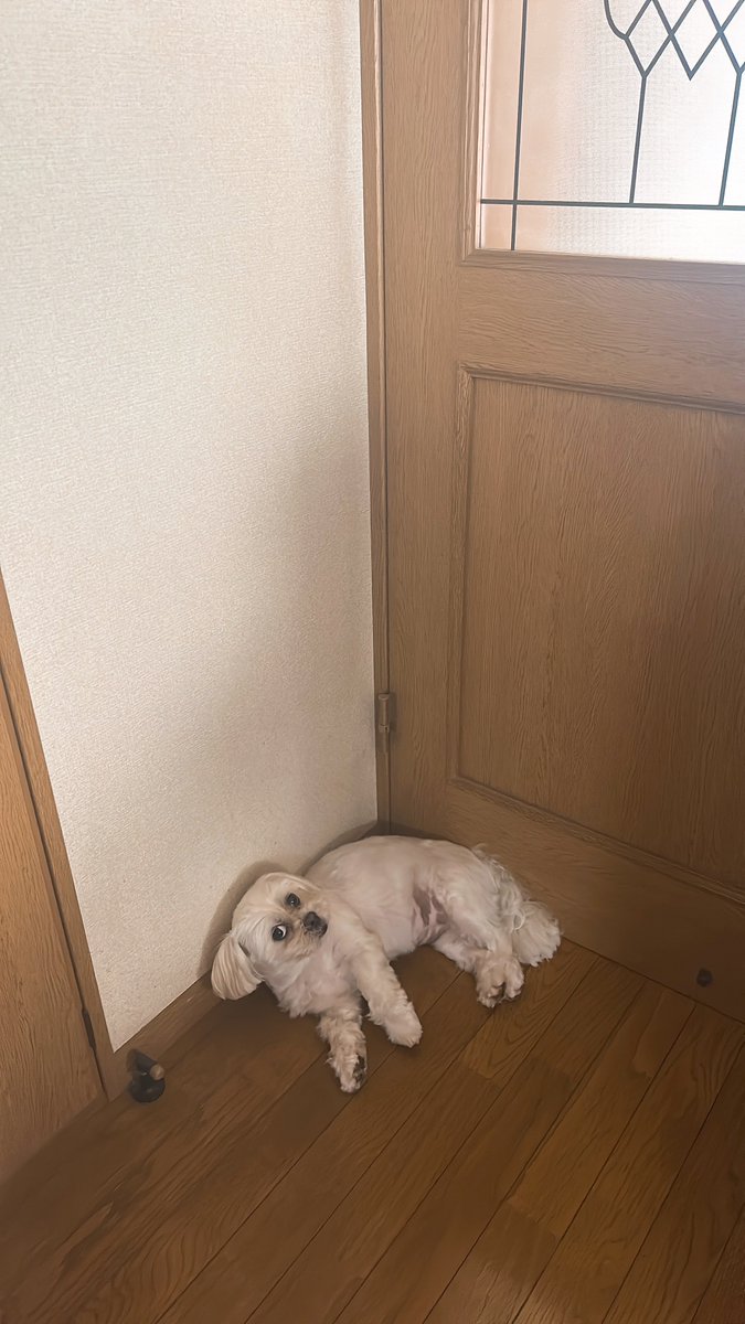 circo5's tweet image. 部屋の隅はホコリも溜まりやすいしいぬも溜まりやすい
