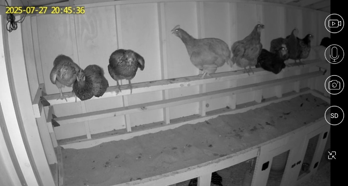 _TheBBQBarn's tweet image. Finally installed the camera in the new coop. They used to be shoulder to shoulder and now they&apos;re like &quot;don&apos;t touch me&quot;.