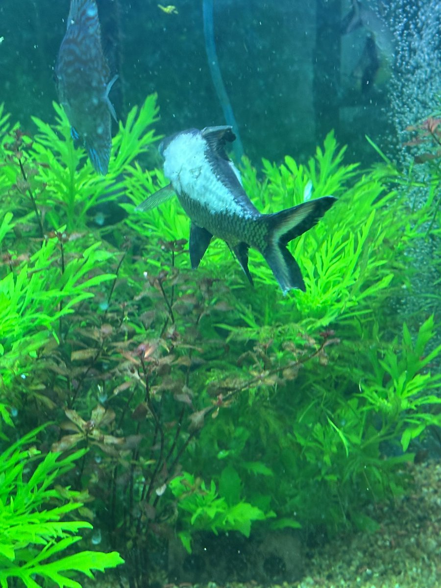 monipridragon12's tweet image. Ok. Not sure whether to let him heal or put him down. He is swimming ok. May call vet tomorrow and ask for their advice. Dang that plastic tunnel thing nailed him good. Balaβs are too flighty.