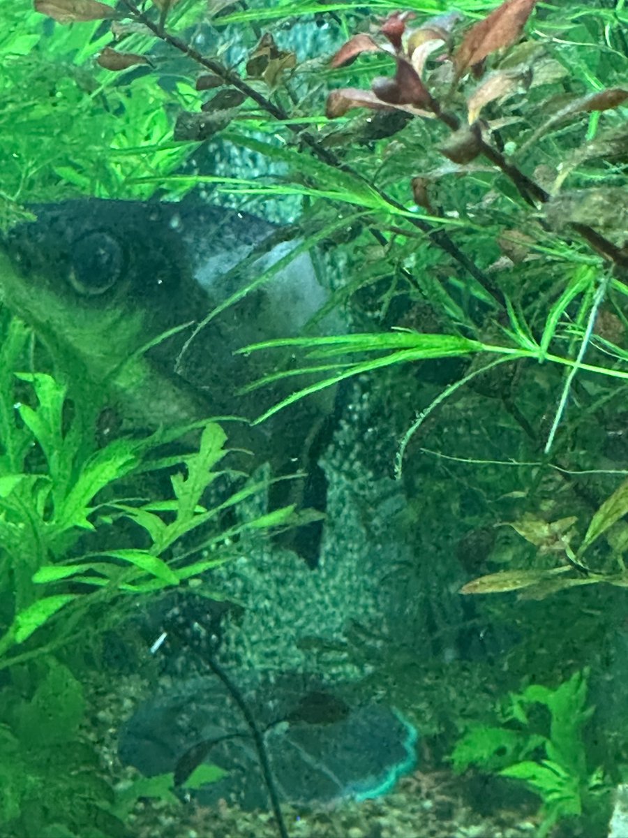 monipridragon12's tweet image. Ok. Not sure whether to let him heal or put him down. He is swimming ok. May call vet tomorrow and ask for their advice. Dang that plastic tunnel thing nailed him good. Balaβs are too flighty.
