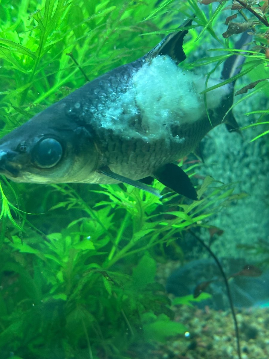 monipridragon12's tweet image. Ok. Not sure whether to let him heal or put him down. He is swimming ok. May call vet tomorrow and ask for their advice. Dang that plastic tunnel thing nailed him good. Balaβs are too flighty.