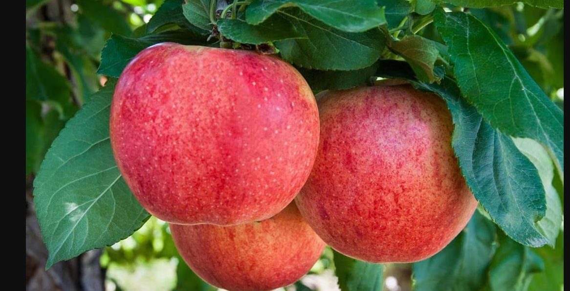 DI Utalca (@diutalca) on Twitter photo 🍎✂️ ¿Cuándo podar y cómo evitar enfermedades en manzanos?
Conoce la investigación realizada por el Laboratorio de Patología Frutal de la <a href="/UTalca/">Universidad de Talca</a> junto a <a href="/AgronomiaUC/">Facultad de Agronomía y Sistemas Naturales UC</a>
📄 Leer más 👉 dx.doi.org/10.1094/PDIS-0…
#Ciencia #InvestigaciónUTalca #Research 🍎✂️ ¿Cuándo podar y cómo evitar enfermedades en manzanos?
Conoce la investigación realizada por el Laboratorio de Patología Frutal de la <a href="/UTalca/">Universidad de Talca</a> junto a <a href="/AgronomiaUC/">Facultad de Agronomía y Sistemas Naturales UC</a>
📄 Leer más 👉 dx.doi.org/10.1094/PDIS-0…
#Ciencia #InvestigaciónUTalca #Research