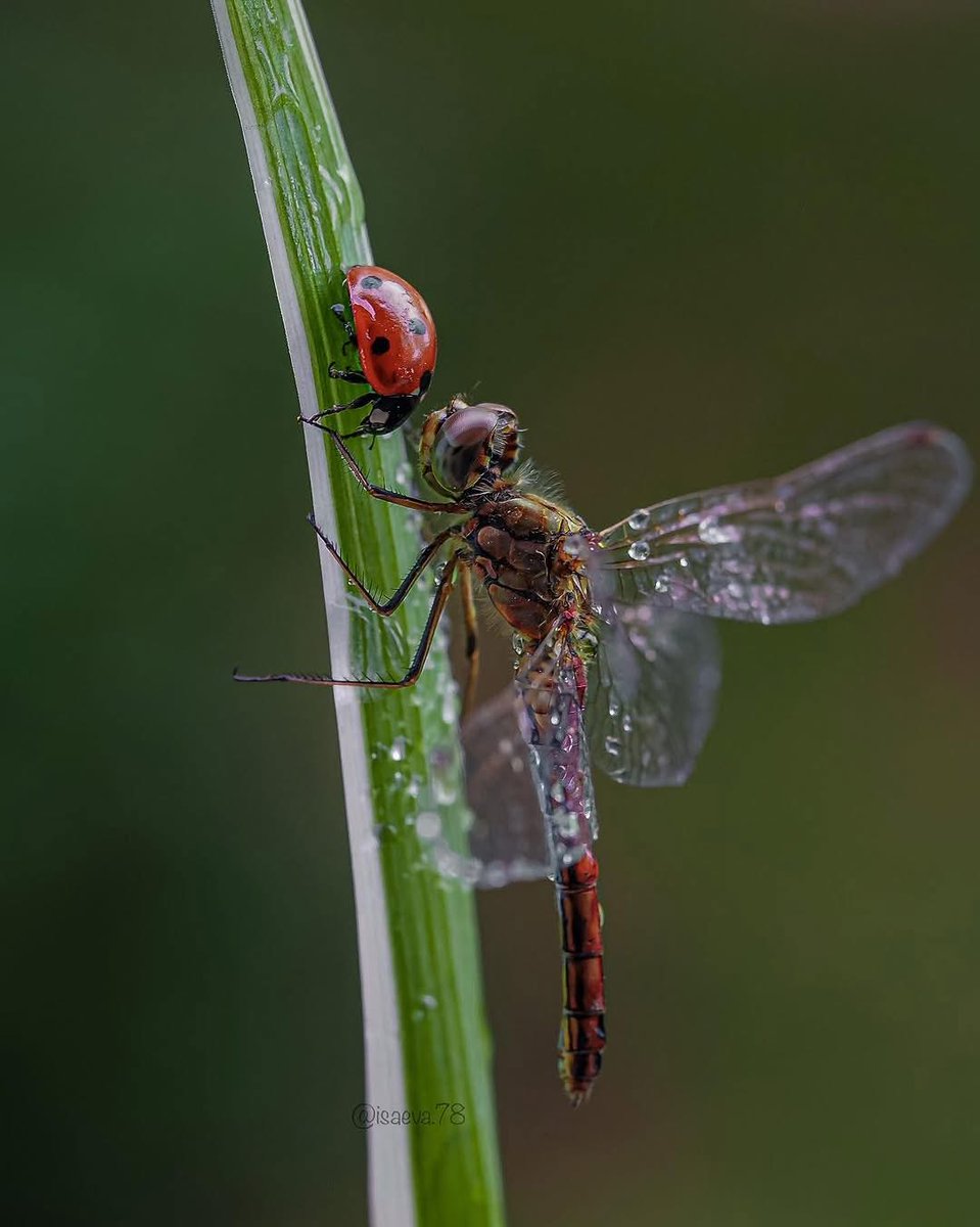 mshafqat72's tweet image. Two tiny worlds meet on a single blade of grass.The ladybug and the dragonfly, glistening with morning dew, sharing a quiet moment in nature’s symphony.🧚‍♀️☀️🐞

Credit :- 📸: @isaeva.78
#NaturePhotography #InsectsOfInstagram #MacroMagic #WildlifeMoments #BeautyInTheSmallThings