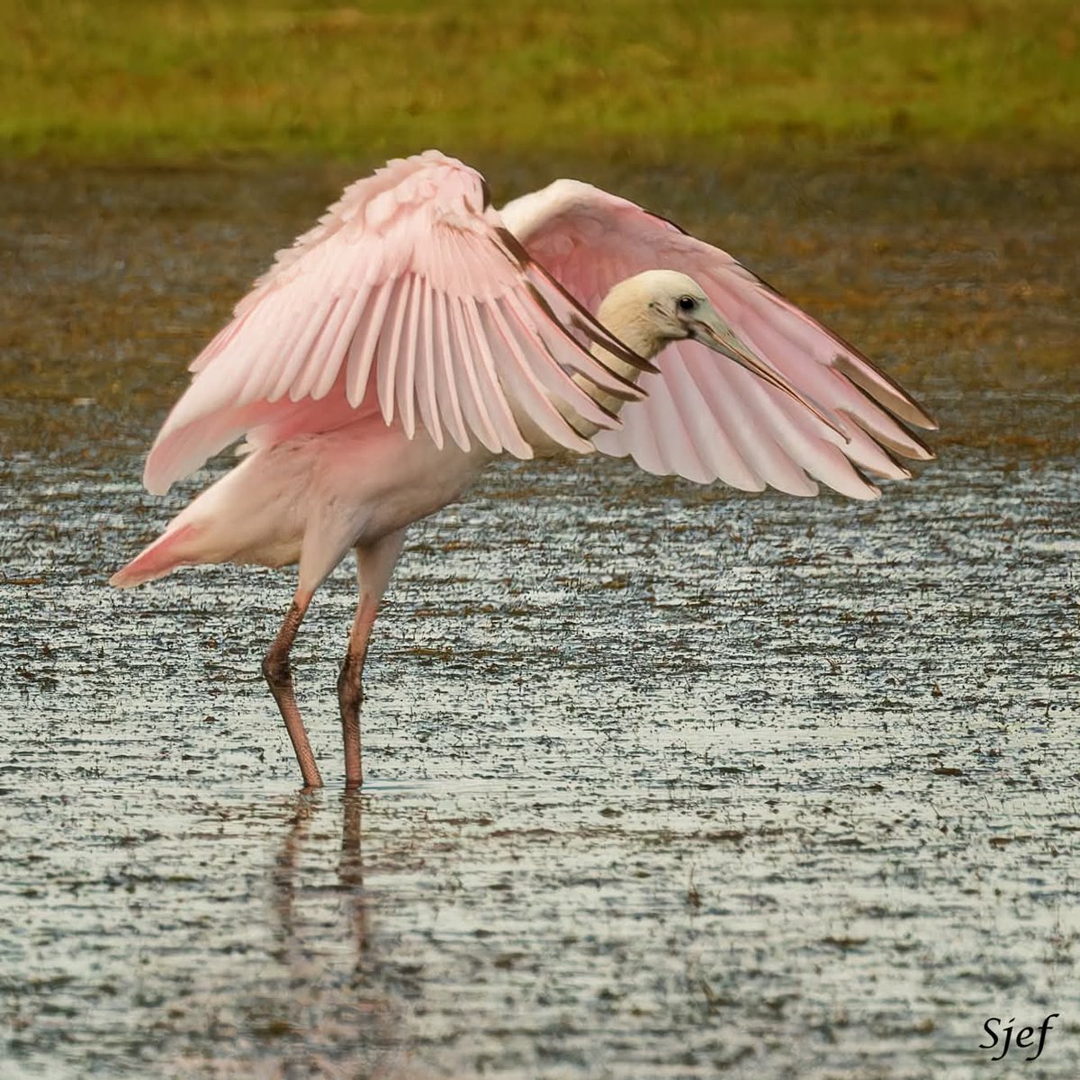 ItakeBirdPics's tweet image. Roseate Spoonbill
Brazoria National Wildlife Refuge in Texas, USA. 07/27/2025 #roseatespoonbill #spoonbill #birdphotography #naturephotography
