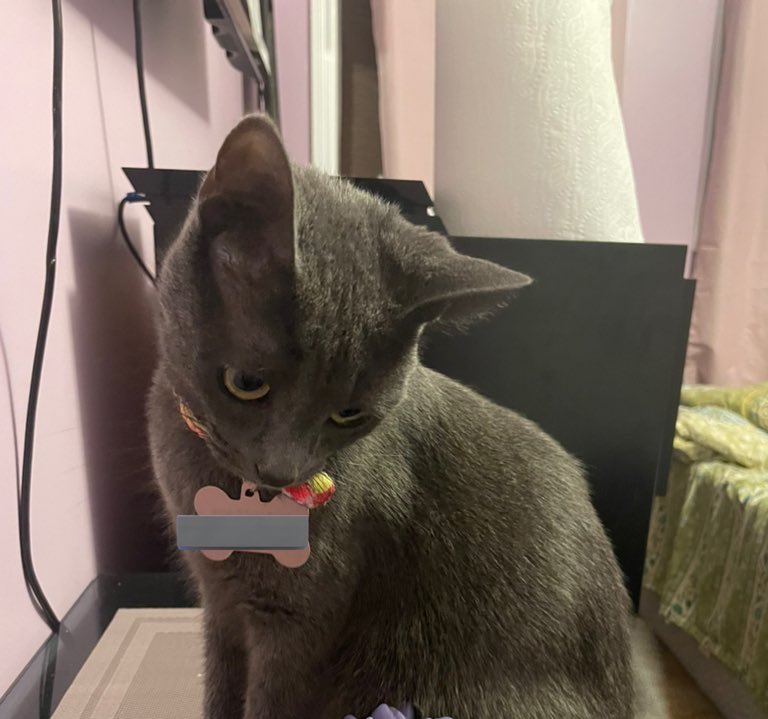 tiredshinso's tweet image. Moots living in newark
anyone who lives in newark or anywhere. please try to look for my luna. we gave her to a family friend and she went out of the window .
her name is Luna Nikosari. she’s a grey domestic shorthair , 3 years old with a bone shaped collar ( pink n yellow)