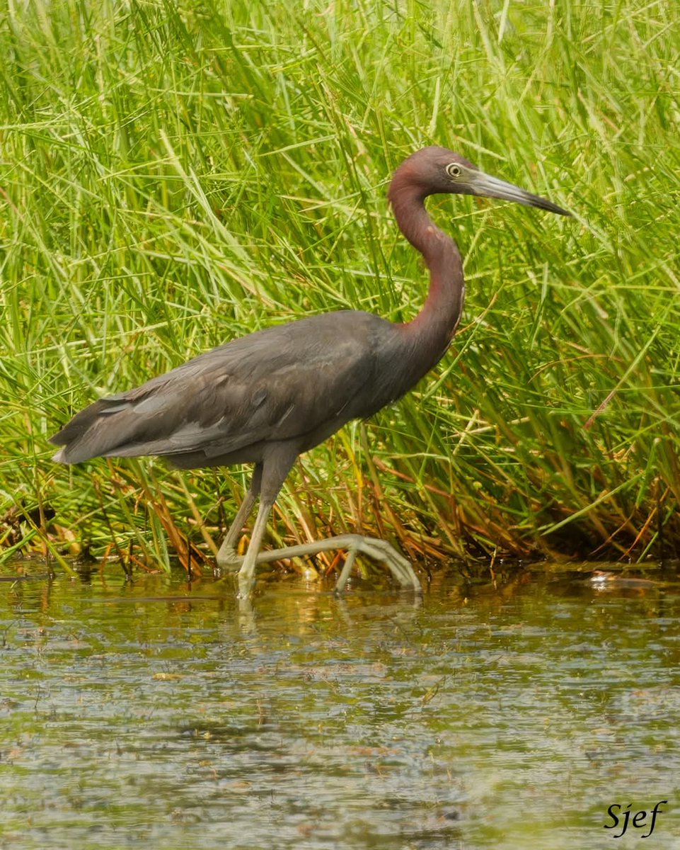 ItakeBirdPics's tweet image. Little Blue Heron
Brazoria National Wildlife Refuge in Texas, USA. 07/27/2025 #littleblueheron #heron #birdphotography #naturephotography
