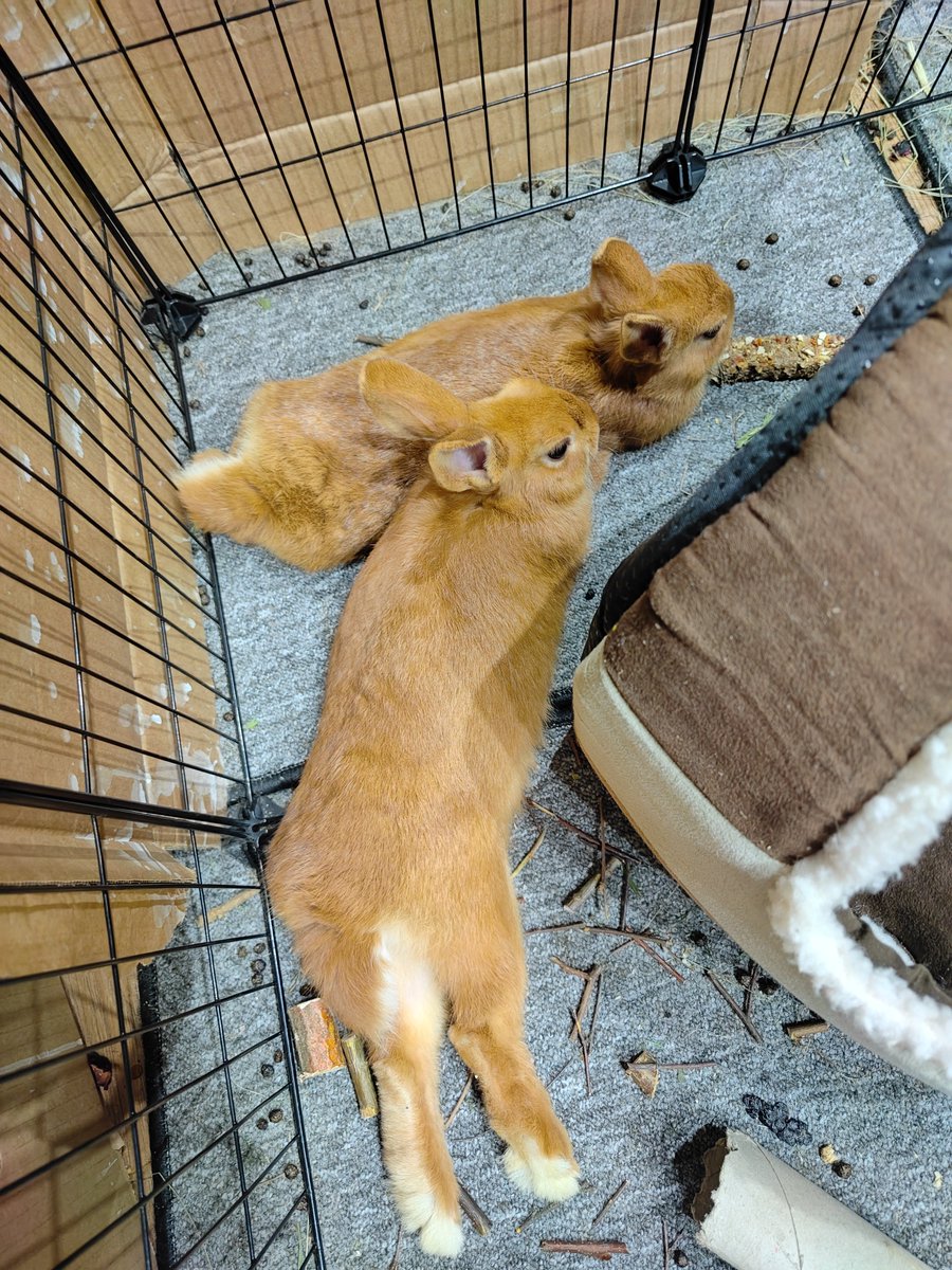 NimWasInvalid's tweet image. Lazy butts lazying around