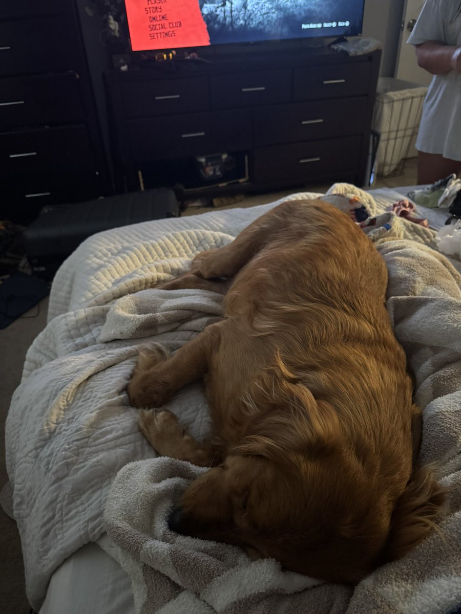 Tcarpvols's tweet image. Sometimes all you need is a Dog