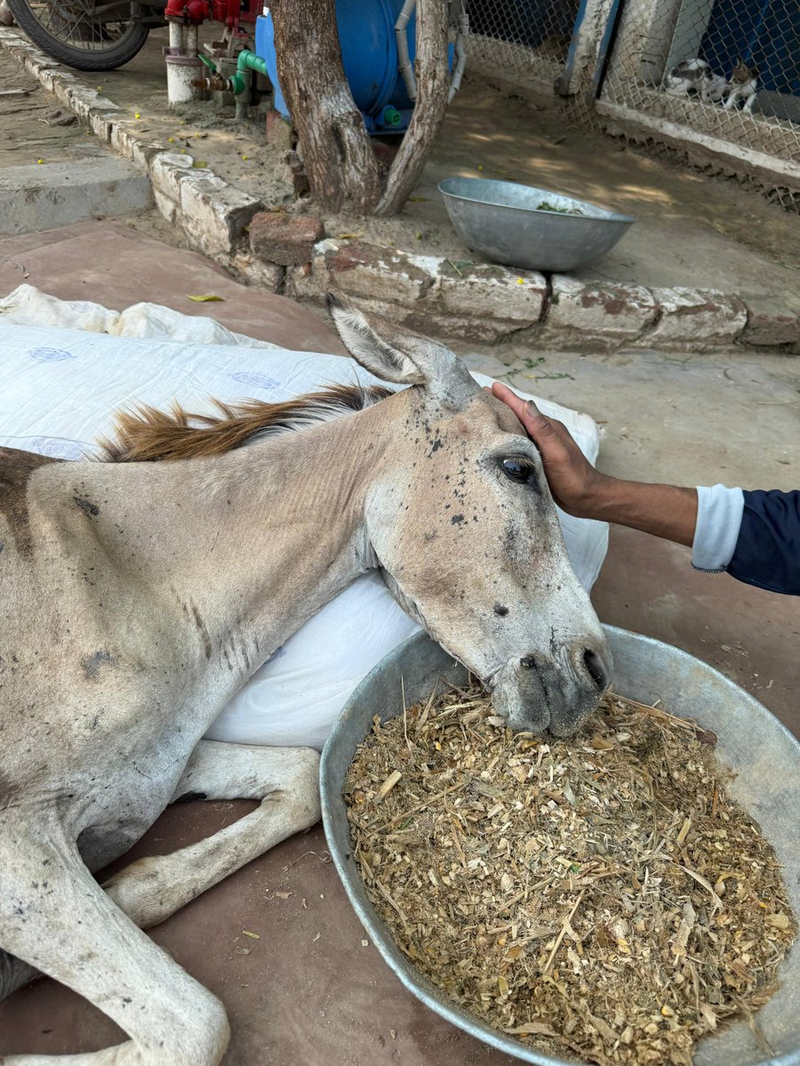tawf_uk's tweet image. 🚨 WE’RE RUNNING OUT OF TIME 🚨
Our lease ends this December. The shelter that saved lives is no longer safe. Rain, heat, and heartbreak—it’s not the home they deserve. 💔
We’re building a new sanctuary where rescue souls can finally heal in peace. But donations are coming in…