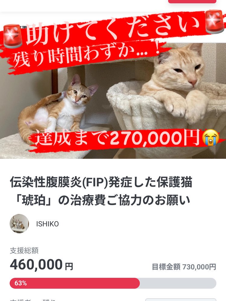 koha_hisu_cat's tweet photo. 度々すみません！
クラファン残り37時間です！
拡散だけでもご協力お願いします。

クラファンページ
https://t.co/iULHMyj2FZ https://t.co/k7lPQ190PL