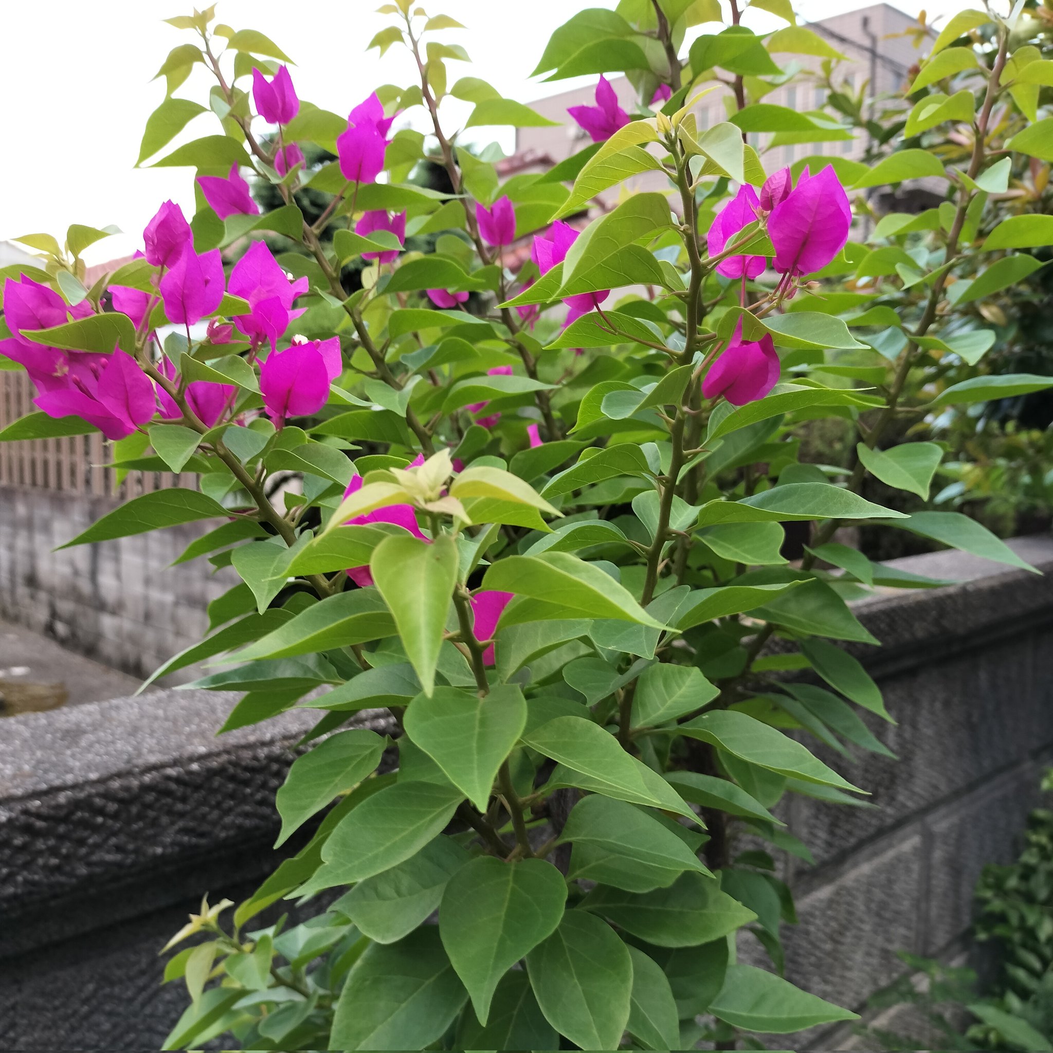ブーゲンビリア❤︎専用ページ 植物データベース 花みどりライブラリ宮崎