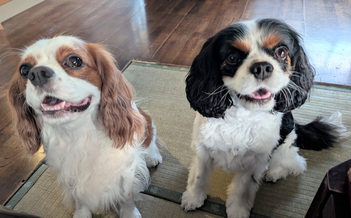 お出かけできるかなとウキウキの🐶おふたり
てもごめんね、チョコちゃんはお留守番だよ🥺
ミルクちゃんが先月、尿検査のPHが高かったから再診行ってくるね