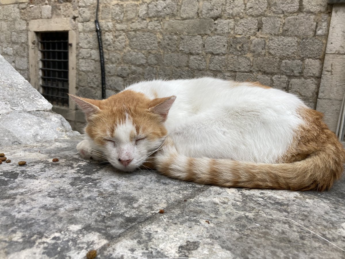 odin866's tweet image. Naptime