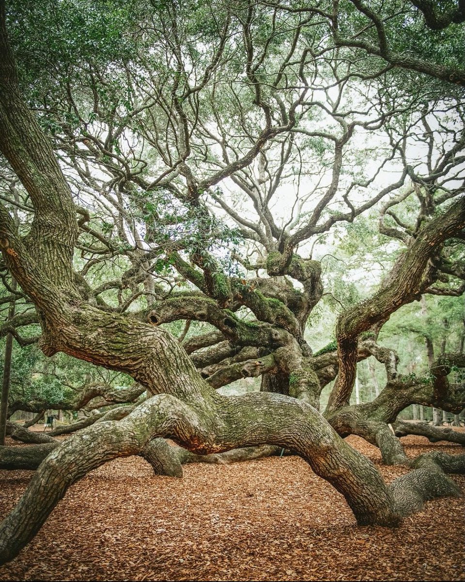 Nature’s blessing - Angel Oak (Johns Island, SC)