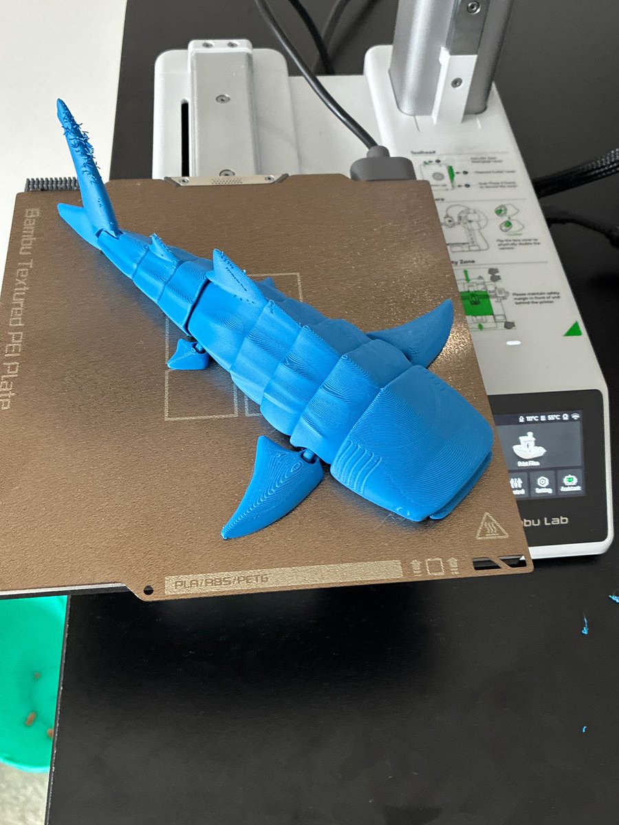 Full plate size whale shark with a fuzzy tail (not sure why)