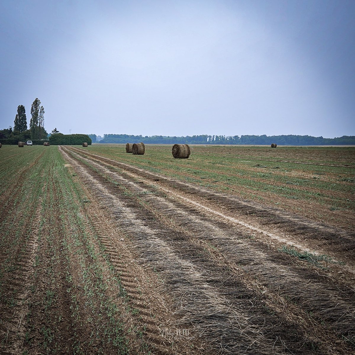 agri_zoom's tweet image. Rentrer le lin avec une météo capricieuse...

La pluie nous aura stoppé cet après-midi dans le champ de #Ramona, un lin de printemps.
Pendant ce temps, l&apos;Hibern et les autres champs de lin d&apos;hiver parfont leur rouissage 😉 

#TerreDeLin #Lin #Rouissage #Récolte