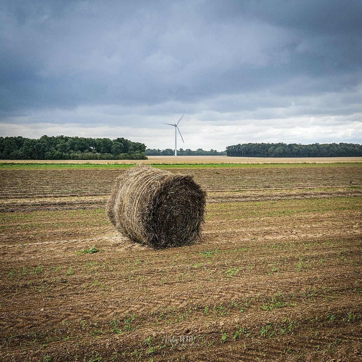 agri_zoom's tweet image. Rentrer le lin avec une météo capricieuse...

La pluie nous aura stoppé cet après-midi dans le champ de #Ramona, un lin de printemps.
Pendant ce temps, l&apos;Hibern et les autres champs de lin d&apos;hiver parfont leur rouissage 😉 

#TerreDeLin #Lin #Rouissage #Récolte