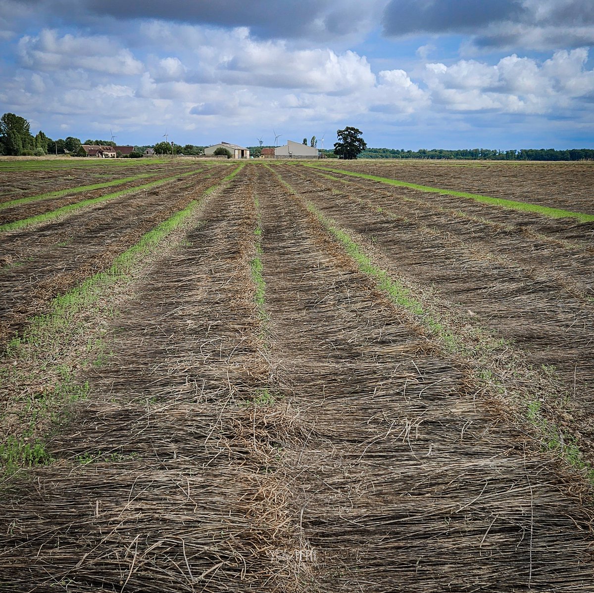 agri_zoom's tweet image. Rentrer le lin avec une météo capricieuse...

La pluie nous aura stoppé cet après-midi dans le champ de #Ramona, un lin de printemps.
Pendant ce temps, l&apos;Hibern et les autres champs de lin d&apos;hiver parfont leur rouissage 😉 

#TerreDeLin #Lin #Rouissage #Récolte