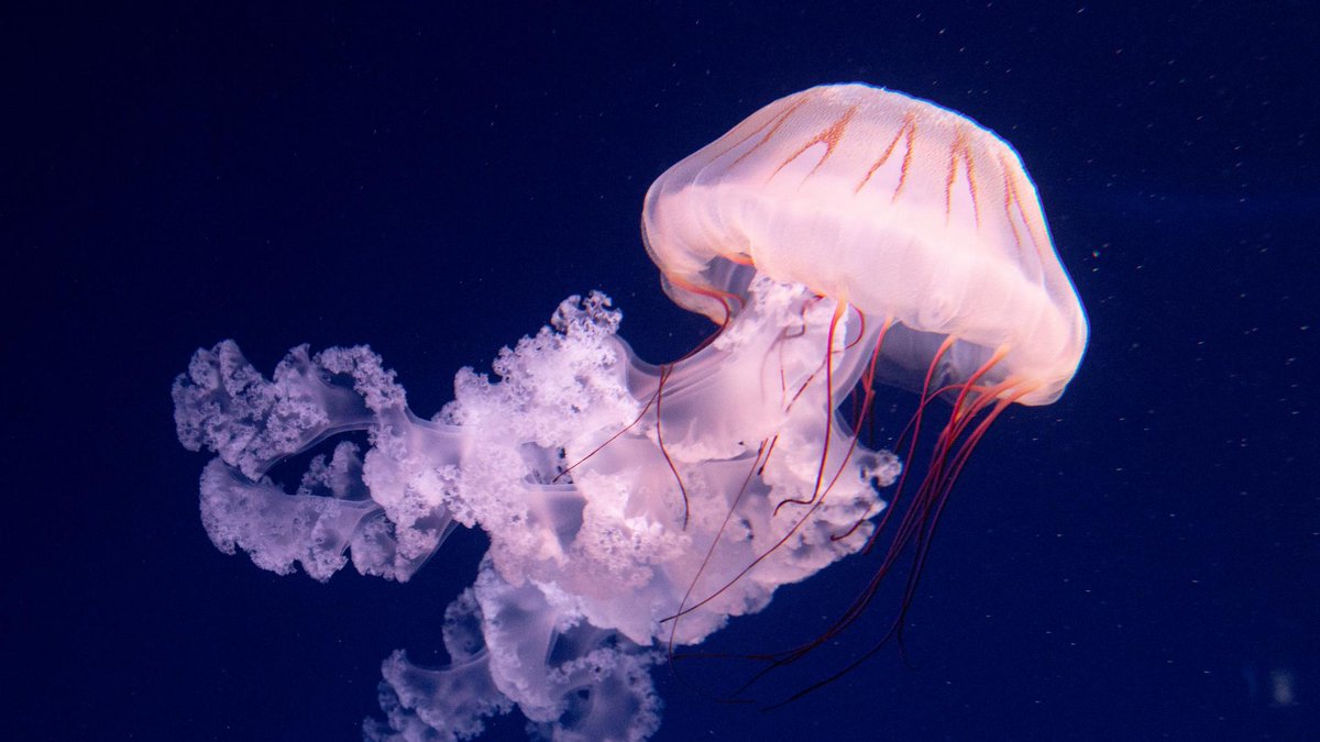 andres20ad's tweet image. ¿Sabías que las medusas carecen de cerebro y corazón, y que su boca funciona como ano? Es lo más parecido a la gente de derecha que existe en el reino animal.