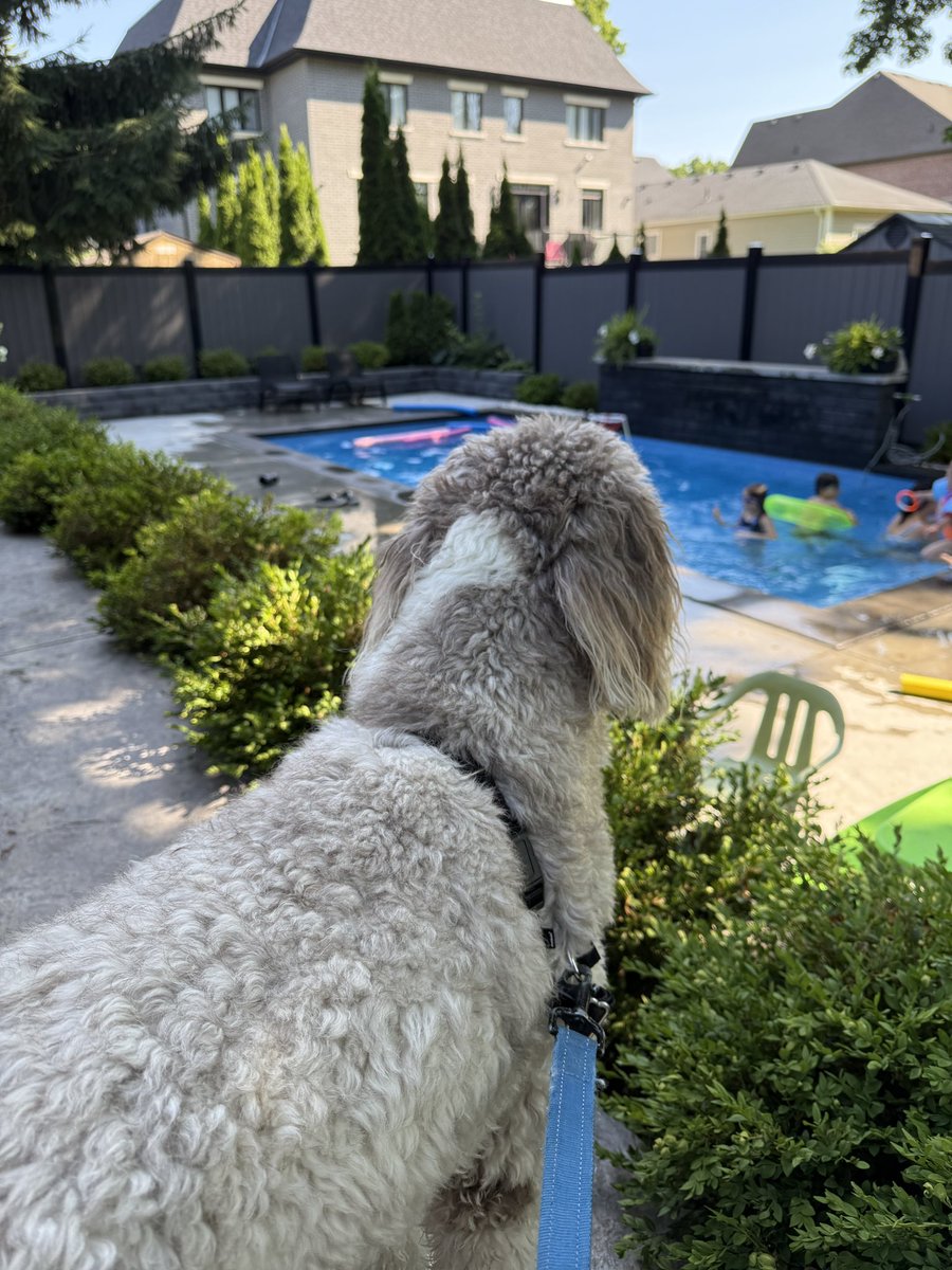 Lifeguard for the day! 🏊‍♂️ 

Puppy Sunday! Send me a pic of your dog!👇📸