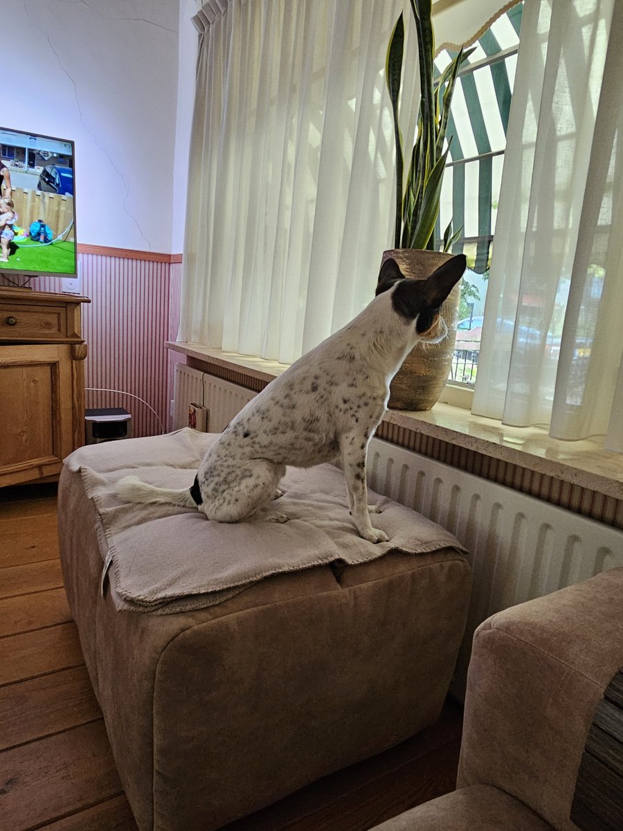 AnitaPeeters's tweet photo. Sinds 'n tijdje 'n andere bank waar Saar 🐶 niet op wilde en dat is ok! ik heb nl 'n #hocker waar zij op mag! nou daar wilde ze al helemaal niet op! Nu wil ze soms op de #bank maar vandaag dan voor 't eerst op de #hocker we maken #vorderingen #slowly 🤭🥰 https://t.co/XXXPR69Mrk