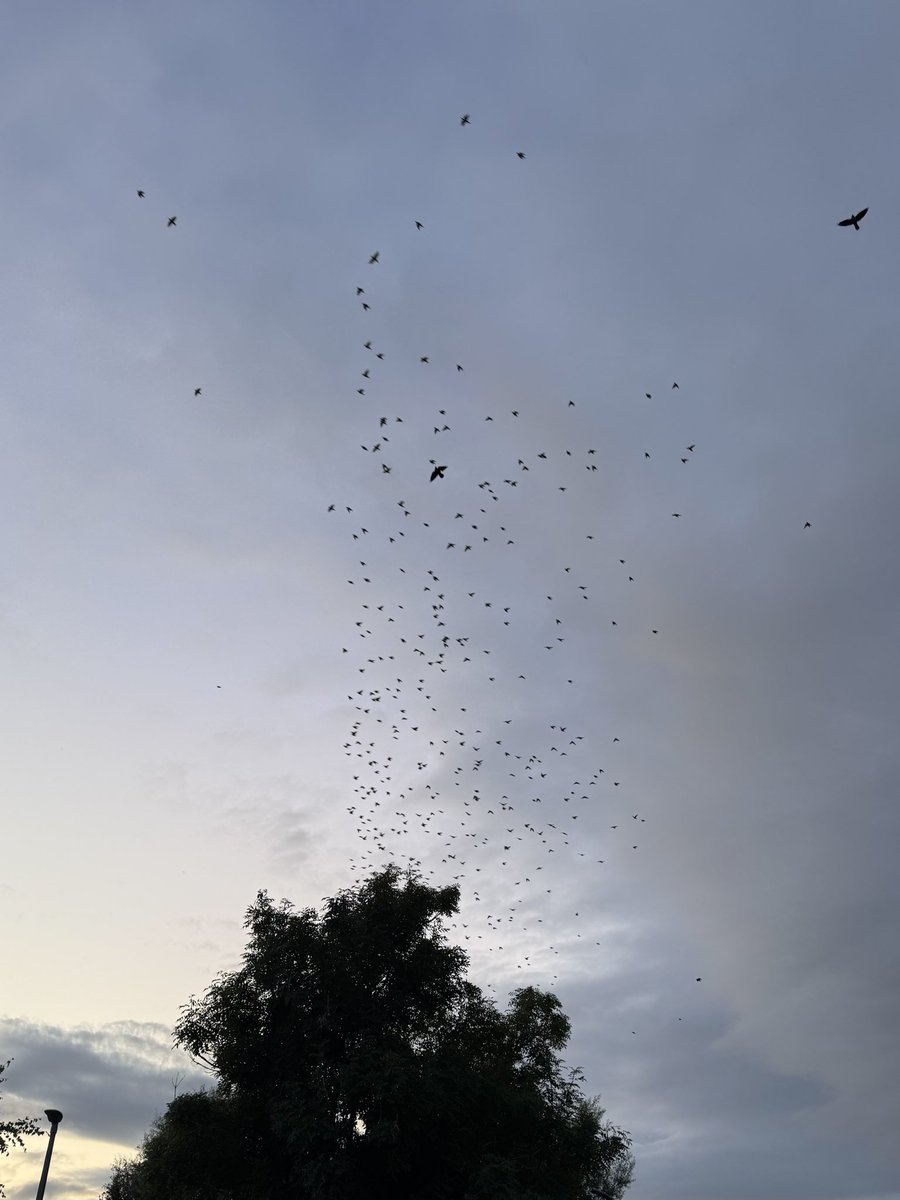 haylsucks's tweet image. look how many fuckin birds there are