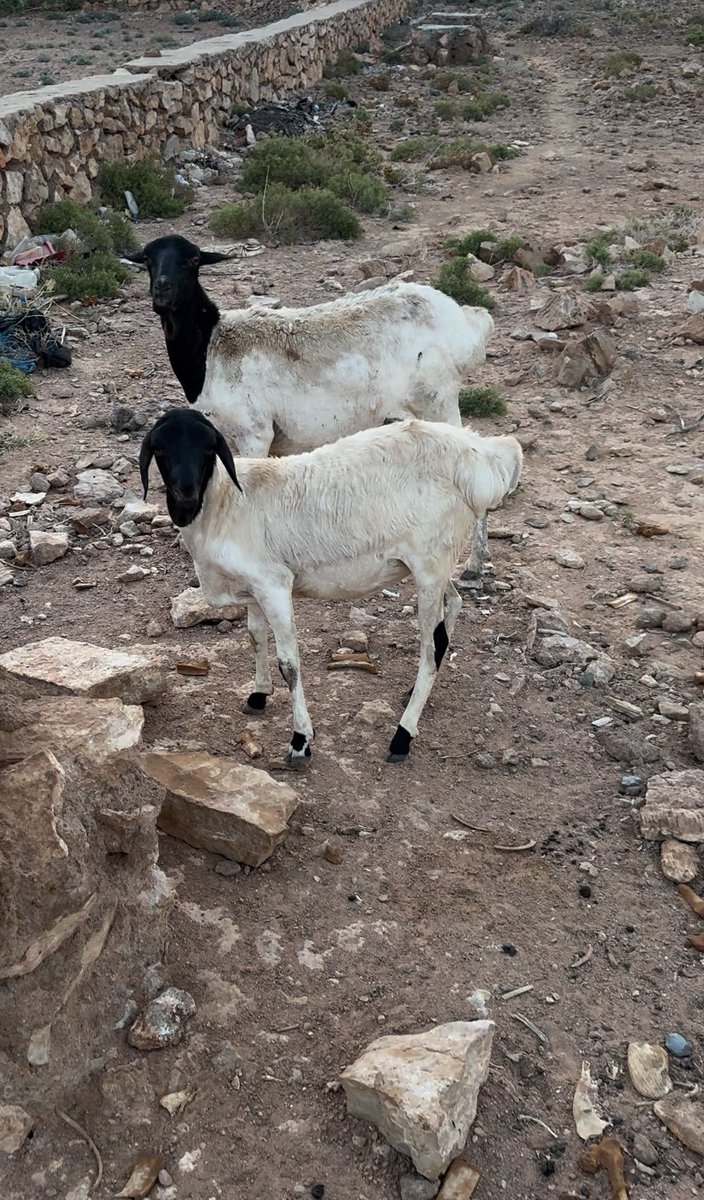 xamdl4's tweet image. first goats in Somalia to listen to chief keef I think they fw it