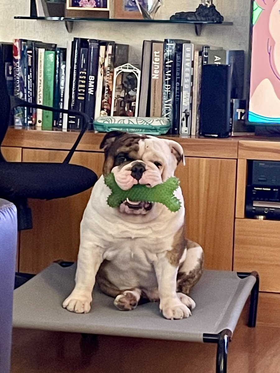 RahulkMex's tweet image. Mi Harry bb 😍🐶
