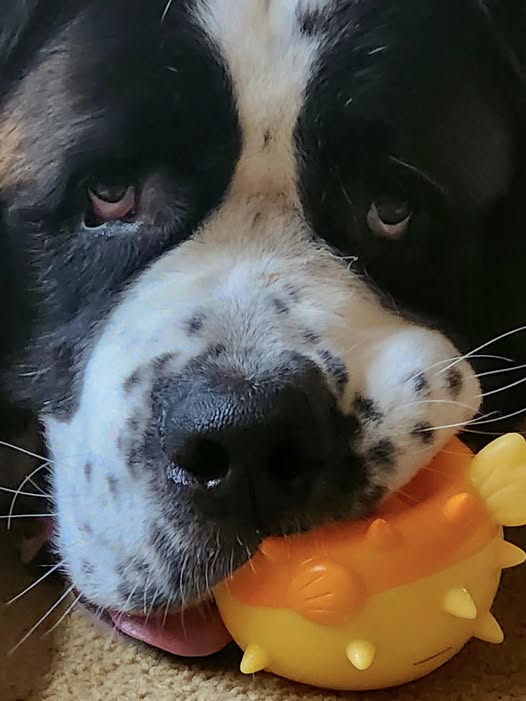 DaddyisBest's tweet image. Mom gave me a new toy... mine...