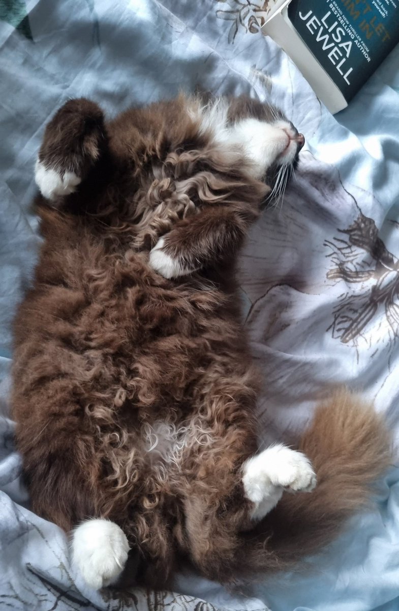 BridgeBooksDro1's tweet image. I'm not sure Coco is quite comfortable enough...