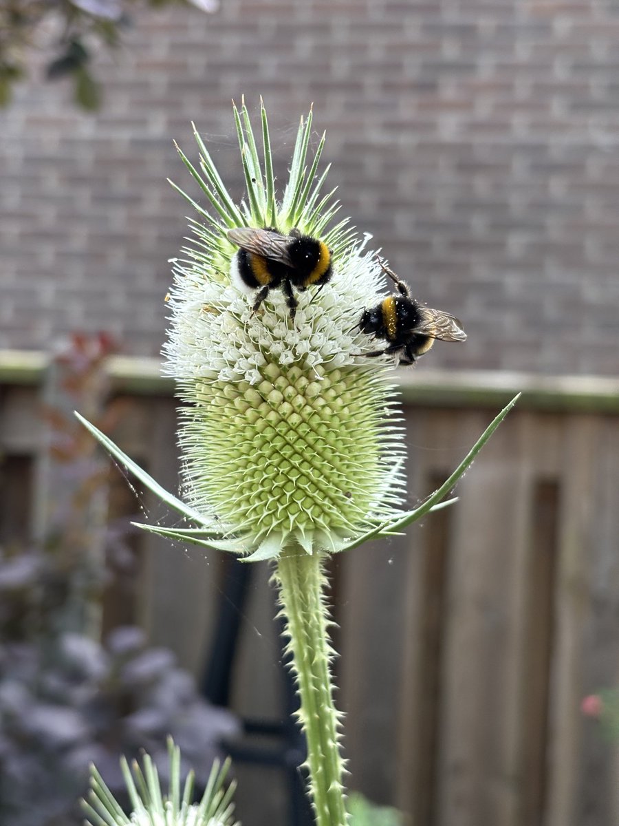Niet eerder gelukt 2 tegelijk te fotograferen.
#hommel #kaardebol Mooi hè?