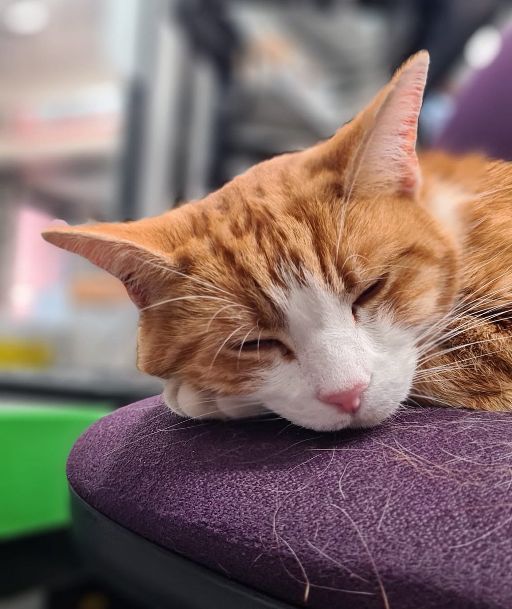 TheStourbridge's tweet image. Night night sweet dreamies
Just because a thought is loud doesn’t mean it’s true.
Especially the mean ones
Sometimes the strongest weapon of all is your mind.
Let it protect you, not hurt you.
#cats #cats #Cat #CatsOnTwitter #CatsOfTwitter