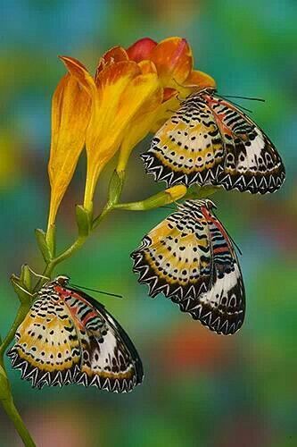 lhkjade921's tweet image. #nature colorful nature brings you a pleasant mood
Have a happy Sunday night🌹🪺🦋